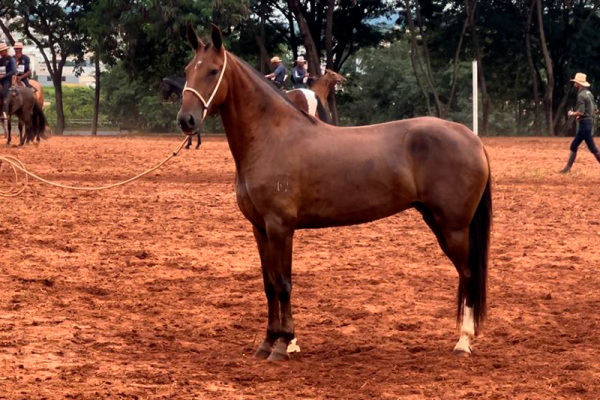 cavalo_04